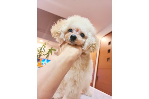成約済の香川県のトイプードル-324892の1枚目