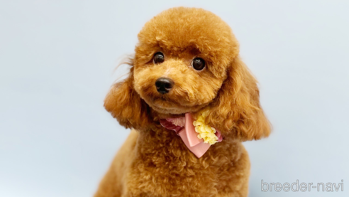 シェリーちゃん1枚目