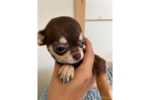 成約済の熊本県のチワワ(スムースコート)-320877の1枚目