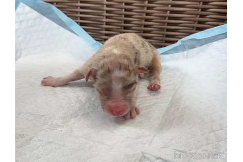 成約済の山梨県のオーストラリアンシェパード-334186の3枚目