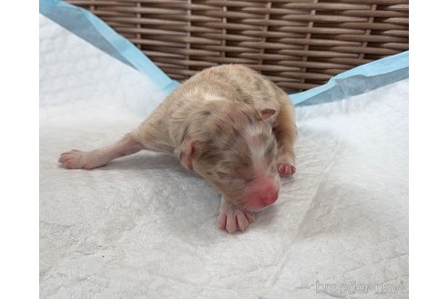 成約済の山梨県のオーストラリアンシェパード-334186の4枚目