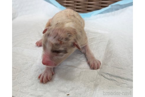 成約済の山梨県のオーストラリアンシェパード-334186の5枚目
