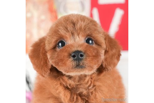 成約済の茨城県のトイプードル-333647の4枚目