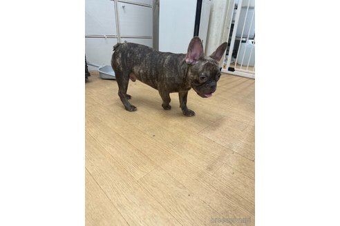 成約済の千葉県のフレンチブルドッグ-314175の3枚目