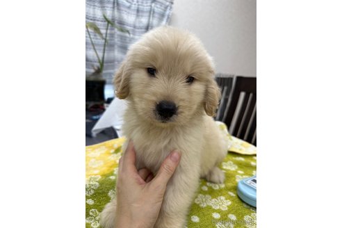 成約済の千葉県のゴールデンレトリーバー-329453の17枚目