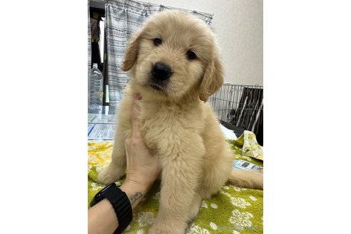成約済の千葉県のゴールデンレトリーバー-329455の4枚目
