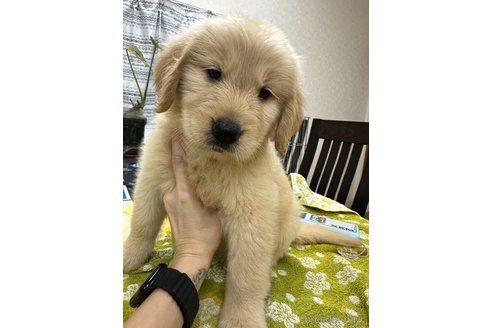 成約済の千葉県のゴールデンレトリーバー-329455の7枚目