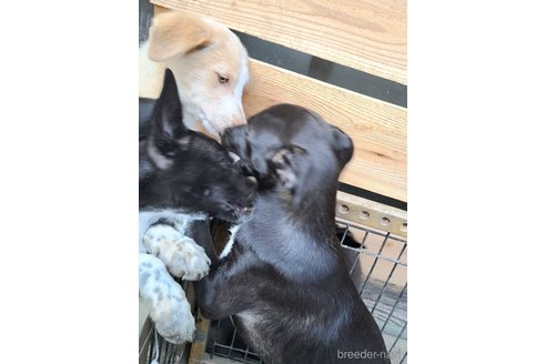成約済の千葉県のミックス犬-333736の3枚目