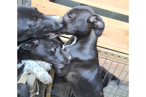 成約済の千葉県のミックス犬-333736の2枚目