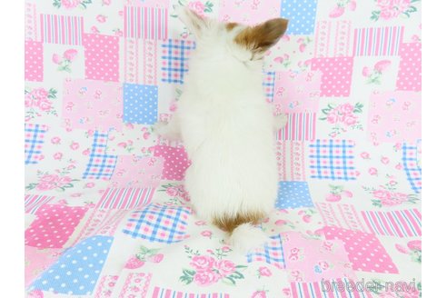 成約済の千葉県のパピヨン-330353の5枚目