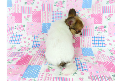 成約済の千葉県のパピヨン-330354の33枚目