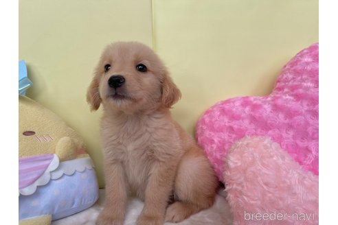 成約済の新潟県のゴールデンレトリーバー-334235の5枚目