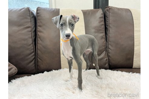 成約済の三重県のイタリアングレーハウンド(イタグレ)-325938の4枚目