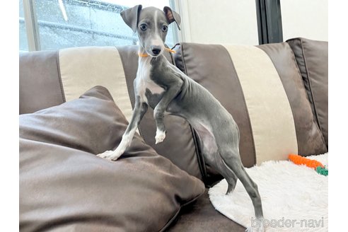 成約済の三重県のイタリアングレーハウンド(イタグレ)-325938の5枚目