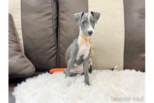 成約済の三重県のイタリアングレーハウンド(イタグレ)-325938の7枚目