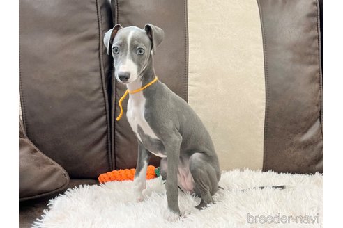 成約済の三重県のイタリアングレーハウンド(イタグレ)-325938の8枚目