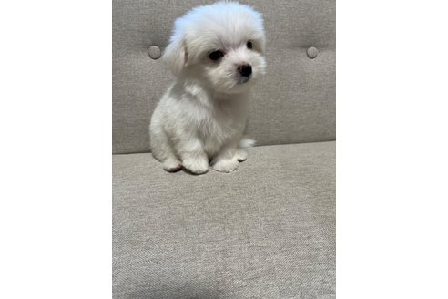 成約済の福岡県のマルチーズ-326304の18枚目