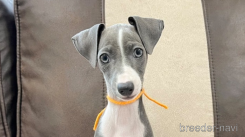 成約済の三重県のイタリアングレーハウンド(イタグレ)-325938