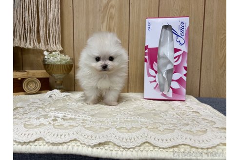 成約済の愛媛県のポメラニアン-334239の10枚目