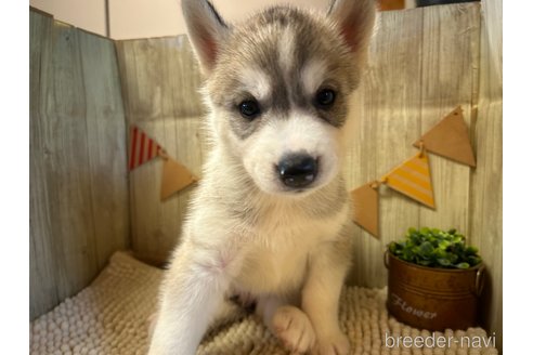 成約済の佐賀県のシベリアンハスキー-326418の3枚目