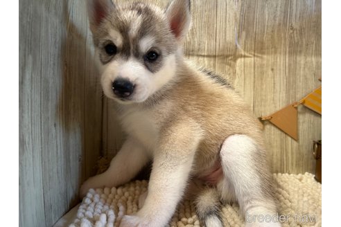 成約済の佐賀県のシベリアンハスキー-326418の5枚目