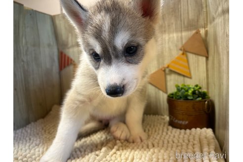 成約済の佐賀県のシベリアンハスキー-326418の6枚目