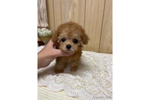 成約済の愛媛県のティーカッププードル-334244の7枚目