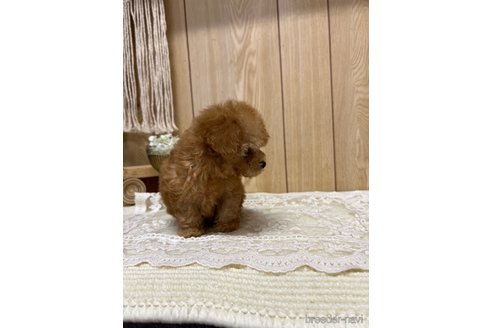 成約済の愛媛県のティーカッププードル-334244の5枚目