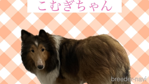 こむぎちゃん1枚目
