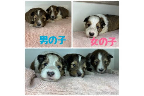 成約済の静岡県のシェットランドシープドッグ(シェルティ)-334249の9枚目