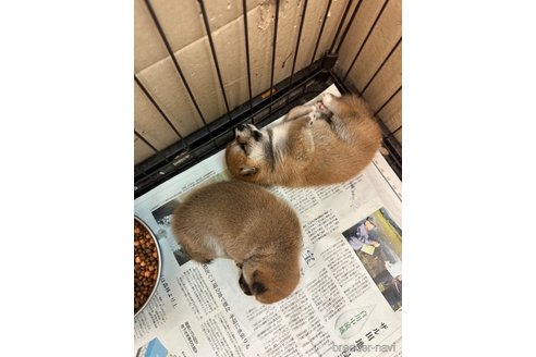 成約済の熊本県の豆柴-334266の7枚目