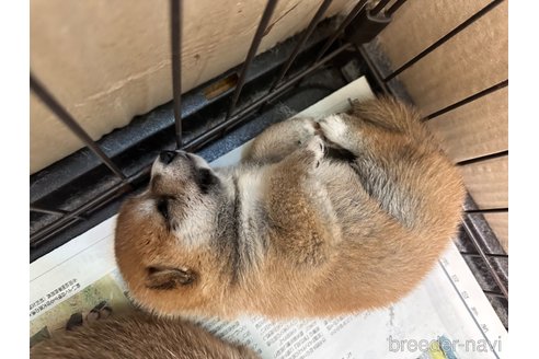 成約済の熊本県の豆柴-334267の7枚目