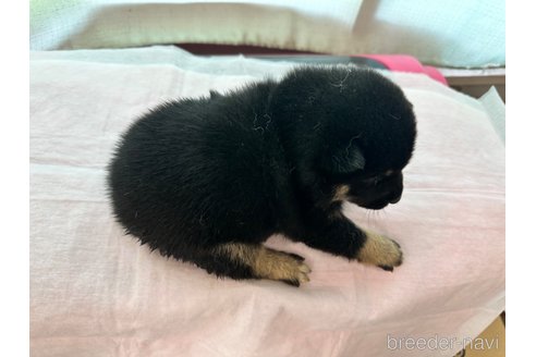 成約済の熊本県の豆柴-334274の7枚目