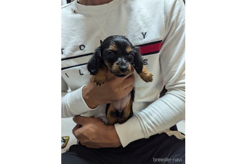成約済の岡山県のミックス犬-325906の3枚目