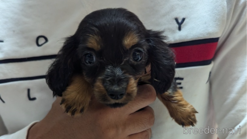 成約済の岡山県のミックス犬-325906の1枚目