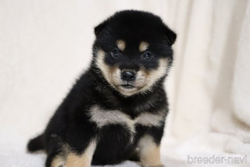 成約済の滋賀県の柴犬-334283の6枚目
