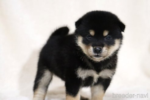 成約済の滋賀県の柴犬-334283の5枚目