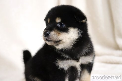 成約済の滋賀県の柴犬-334283の4枚目