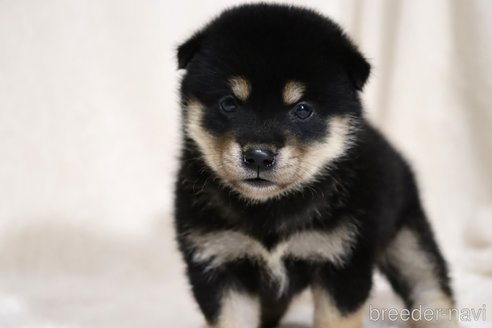 成約済の滋賀県の柴犬-334283の3枚目