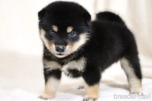 成約済の滋賀県の柴犬-334283の2枚目