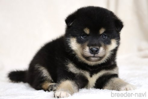 成約済の滋賀県の柴犬-334284の6枚目
