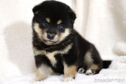 成約済の滋賀県の柴犬-334284の5枚目