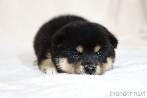 成約済の滋賀県の柴犬-334284の4枚目