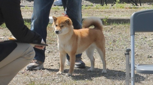 のの柴犬-