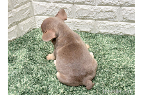 成約済の愛知県のフレンチブルドッグ-334359の2枚目