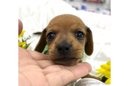 成約済の愛知県のミックス犬-331963の13枚目