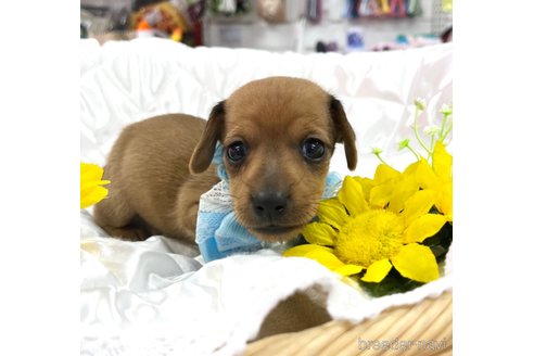 成約済の愛知県のミックス犬-331959の10枚目