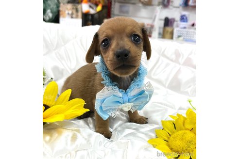 成約済の愛知県のミックス犬-331959の8枚目