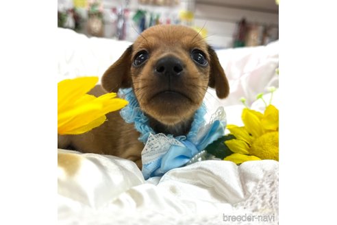 成約済の愛知県のミックス犬-331959の9枚目