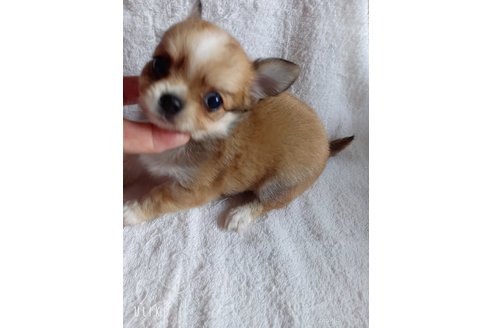 成約済の山口県のチワワ(ロングコート)-330591の5枚目